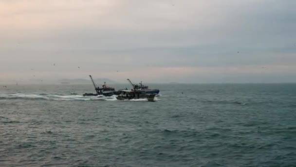 Fishing boats followed by seagulls. — Stock Video