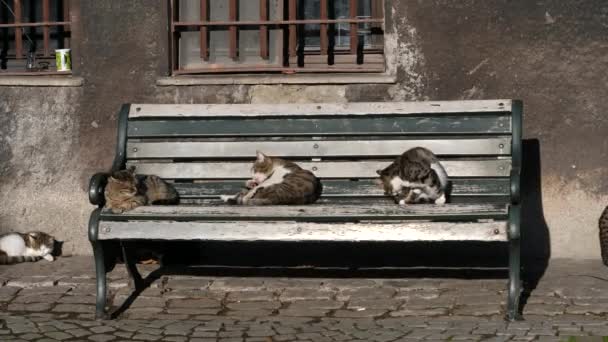 Gatti su una panchina, Istanbul, Turchia — Video Stock