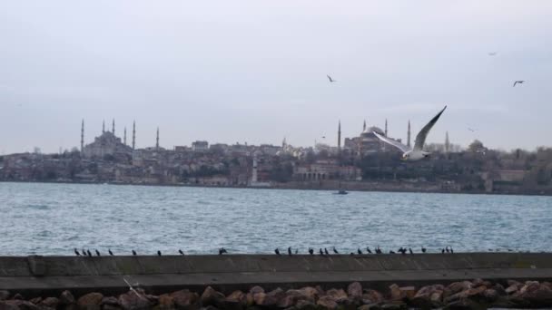 Meeuwen vliegen over de zee in Istanbul. — Stockvideo