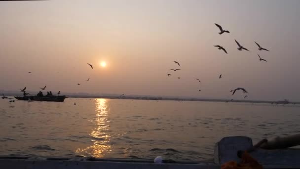 Seagull flying at sunset. Silhouette. — Stock Video