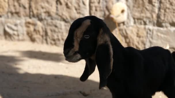 Маленький козел на вулиці Варанасі. — стокове відео