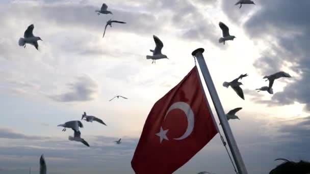 Drapeau turc et mouettes volantes sur fond marin. — Video