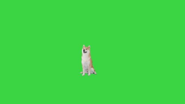 Japonés Shiba Inu perro sentado en una pantalla verde, clave de croma . — Vídeos de Stock