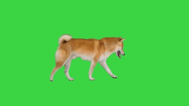 緑の画面、クロマキーの上を歩く赤い柴犬の笑顔. — ストック動画