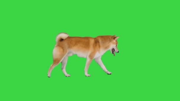 Usmívající se červená shiba inu kráčející po zelené obrazovce, Chroma Key. — Stock video