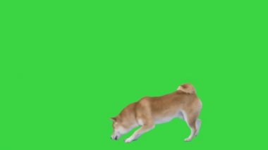 Kırmızı köpek Shiba inu yeşil ekranda yürüyor ve kokluyor, Chroma Key.