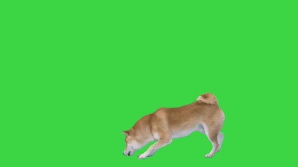 Chien rouge shiba inu marche et renifle sur un écran vert, Chroma Key. — Video