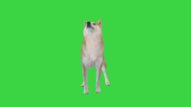Shiba Inu 'nun kırmızı köpeği Yeşil Ekran, Chroma Key' de kumanda ediyor..