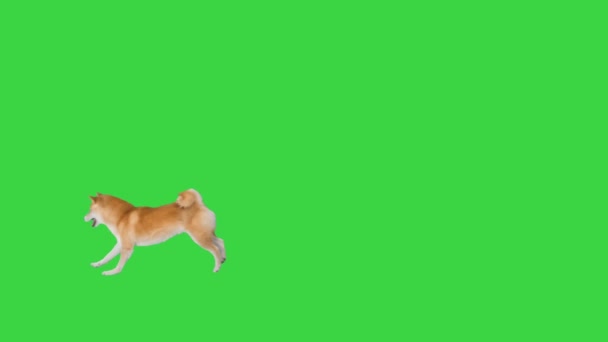 Shiba Inu在绿色屏幕上跑向足球，Chroma Key. — 图库视频影像