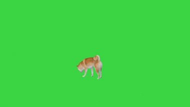 Şirin shiba inu köpek yavrusu yemek arıyor ve yeşil ekranda yiyor, Chroma Key.