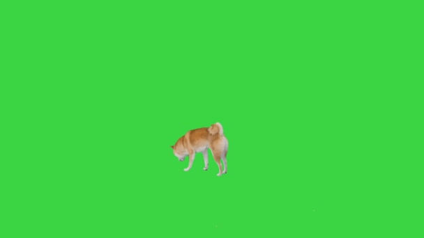 Aranyos shiba inu kiskutya keres élelmiszer és eszik a zöld képernyőn, Chroma Key. — Stock videók