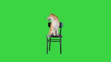 Shiba inu yeşil ekranda bir sandalyede oturuyor, Chroma Key.