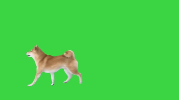 Rojo Shiba Inu perro caminando en una pantalla verde, clave de croma. — Vídeos de Stock