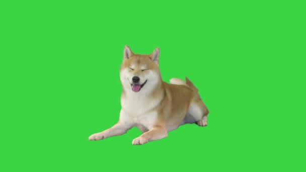Shiba Inu Hund legt sich auf eine grüne Leinwand, Chroma Key. — Stockvideo