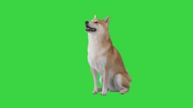 Kırmızı shiba inu yeşil ekranda oturuyor, Chroma Key.