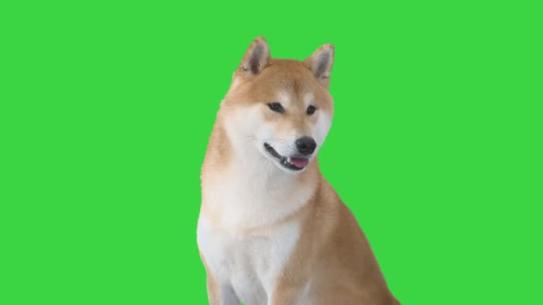 Shiba Inu sentado y mirando a su alrededor en una pantalla verde, Chroma Key. — Vídeos de Stock