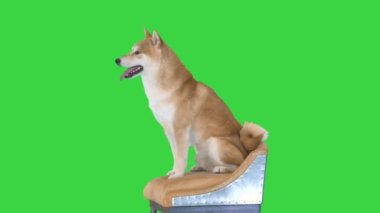 Shiba Inu köpeği yeşil ekranda bir sandalyede oturuyor, Chroma Key.