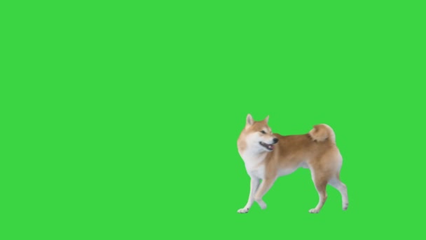 Arrêtez-vous et regardez en arrière Shiba Inu entrant, regardant en arrière, marchant sur un écran vert, Chroma Key. — Video