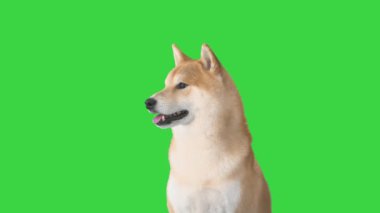Kırmızı shiba inu köpek yavrusu Yeşil Ekran 'da yürüyor, Chroma Key.