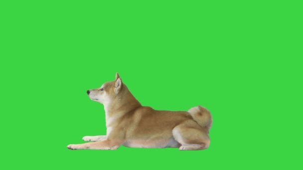 Piros shiba inu kutya feküdt a zöld képernyőn, Chroma Key. — Stock videók