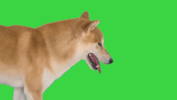Chodzenie shiba inu czerwony pies na zielonym ekranie, Chroma Key. — Wideo stockowe