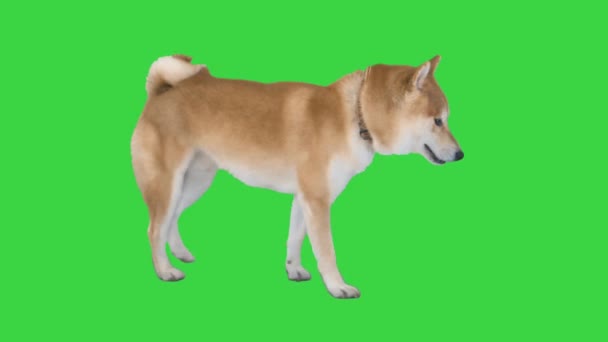 Czerwony pies Shiba Inu spacerujący po zielonym ekranie, Chroma Key. — Wideo stockowe