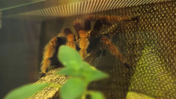 Spider rampe dans sa petite cage. — Photo