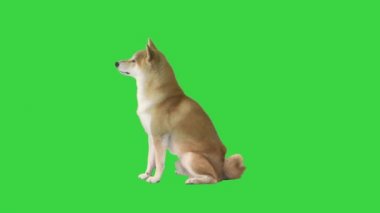 Güzel shiba inu köpek yavrusu yeşil ekranda oturuyor, Chroma Key.