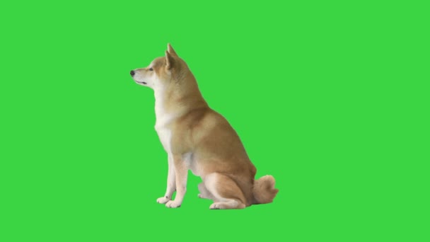 Bella shiba inu cucciolo seduto su uno schermo verde, Chroma Key. — Video Stock