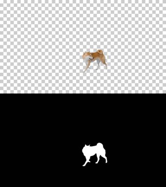 Mutlu Shiba Inu yürüyüşleri ve nereye gideceğini düşünmesi, Alfa Kanalı