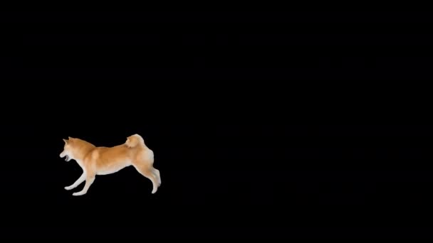 Shiba Inu corriendo tras el fútbol, Alpha Channel — Vídeos de Stock