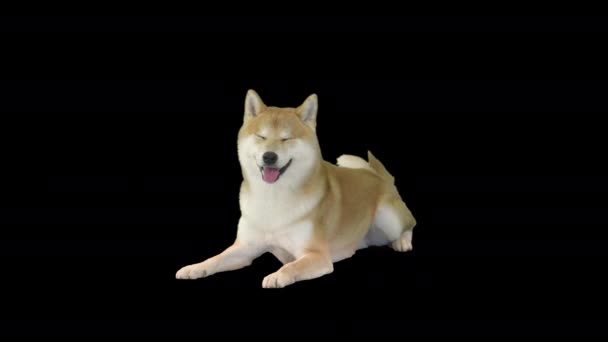 Shiba Inu cane sdraiato, Alpha Channel — Video Stock