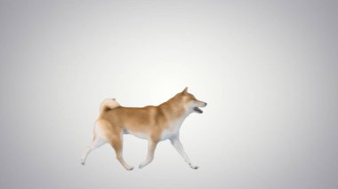 Şirin ve mutlu shiba inu köpek yavrusu gradyan arka planda yürüyor