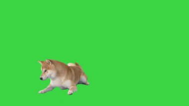 Shiba inu köpek yavrusu Yeşil Ekran 'da yürüyor, Chroma Key.