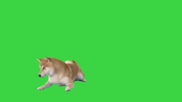 Shiba inu kiskutya elsétál egy zöld képernyőn, Chroma Key. — Stock videók