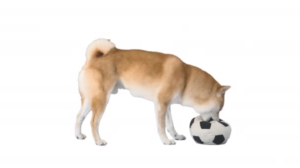 Shiba Inu jugando pelota de fútbol sobre fondo blanco. — Vídeos de Stock