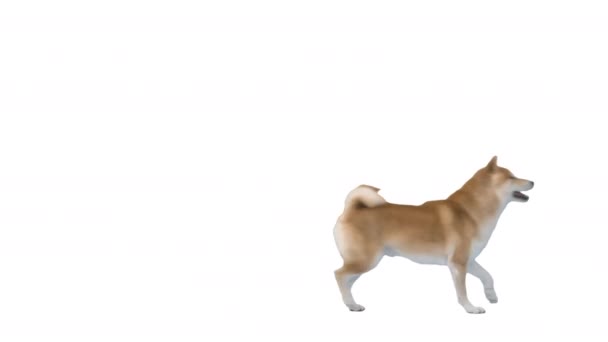 可愛くて幸せな柴犬の子犬が白い背景を歩いています. — ストック動画