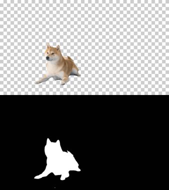 Shiba inu köpek yavrusu kaçıyor, Alpha Channel Silhouette ile birlikte.