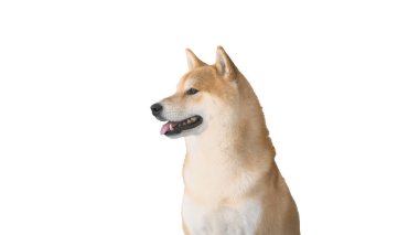Kırmızı shiba inu köpek yavrusu beyaz arka planda yürüyor.