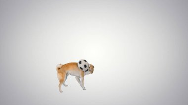 Shiba Inu gradyan arkaplanda futbolun peşinden koşuyor.