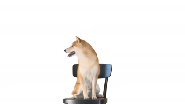 可愛い笑顔の子犬芝犬白い背景に椅子に座って. — ストック動画