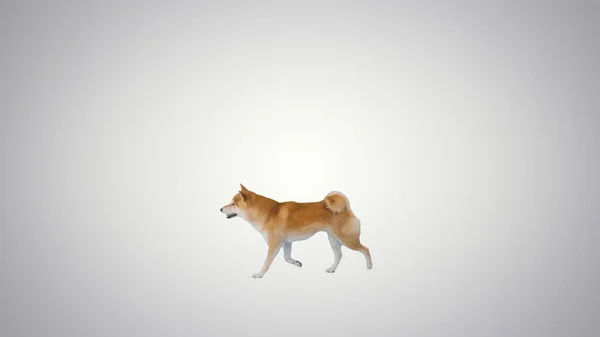 Roztomilé shiba inu štěně hledání potravy a stravování na gradient b — Stock fotografie