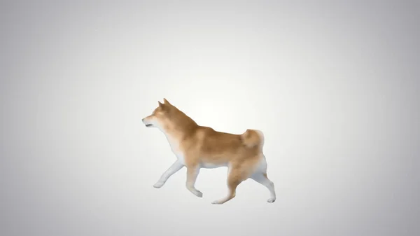 Kırmızı Shiba Inu Köpeği gradyan arka planda yürüyor. — Stok fotoğraf