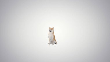 Japon Shiba Inu köpeği gradyan arkaplanda oturuyor.