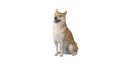 Beyaz arka planda oturan kırmızı shiba inu.