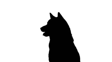 Kırmızı shiba inu köpek yavrusu uzaklaşıyor, Alfa Kanalı