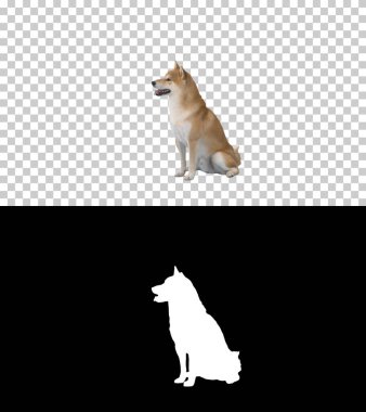 Sevimli küçük shiba inu topun yanında oturmuş bekliyor.