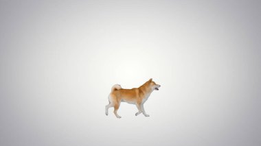 Shiba inu köpek yavrusu gradyan arkaplanından geçiyor.