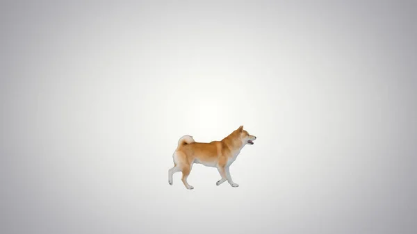 Shiba inu szczeniak przebiegający obok na gradientowym tle. — Zdjęcie stockowe