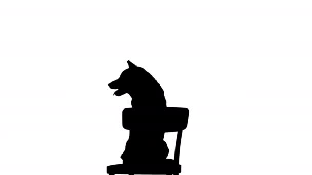 Χαριτωμένο χαμογελαστό κουτάβι Shiba Inu σκυλί κάθεται σε μια καρέκλα, Alpha Channel — Αρχείο Βίντεο